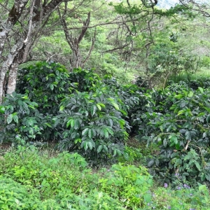  - jalisco,"loja sabor a café; sistemas agroforestales, bosques + café"