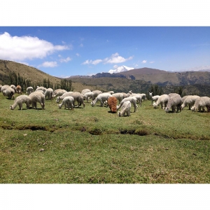  - jalisco,servicios de regulación del área de conservación del bosque protector de zuleta 