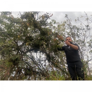  - zapopan,establecimiento de la cadena productiva del guarango (caesalpinia spinosa ) en los sectores de langos, santa teresita y la inmaculada, pertenecientes al cantón guano, provincia de chimborazo