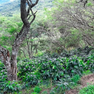 - "loja sabor a café; sistemas agroforestales, bosques + café",zapopan