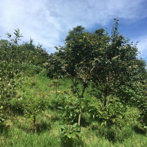  - guadalajara,preservación forestal y reforestación, para la atenuación del impacto de la contaminación ambiental en el cantón rumiñahui.