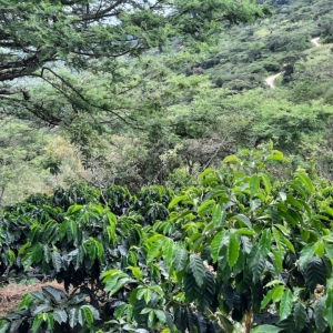 - "loja sabor a café; sistemas agroforestales, bosques + café", guadalajara