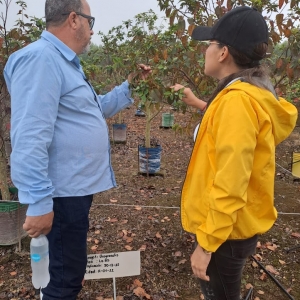  - generación de clones híbridos de especies de eucalipto tropical para un desarrollo sostenible de la industria forestal en el ecuador., guadalajara