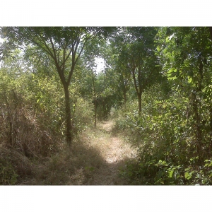  - jalisco
