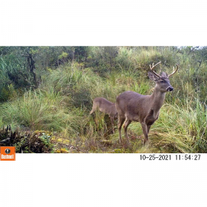  - monitoreo de biodiversidad en el patrimonio forestal de aglomerados cotopaxi s.a, guadalajara