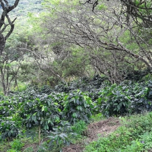  - guadalajara,jalisco