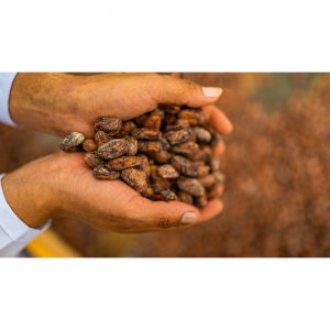  - asociacion de productores de cacao fino de aroma de carlos julio arosemena tola -tsatsayaku,