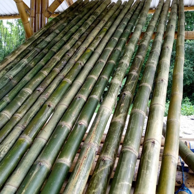 Centro de inmunizacion de acero vegetal amazonico