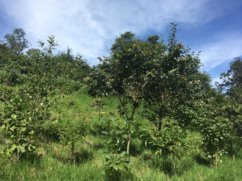 Preservación forestal y reforestación, para la atenuación del impacto de la contaminación ambiental en el Cantón Rumiñahui.